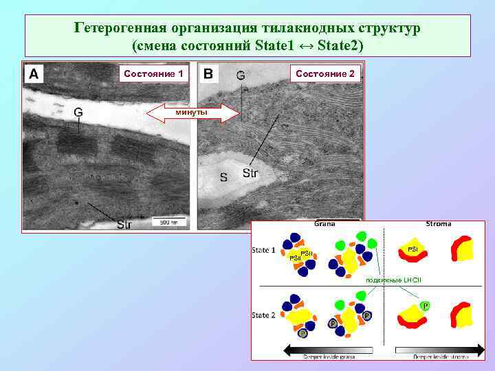 Гетерогенная организация тилакиодных структур (смена состояний State 1 ↔ State 2) Состояние 1 Состояние