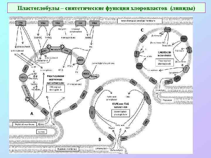 Пластоглобулы – синтетические функции хлоропластов (липиды) 