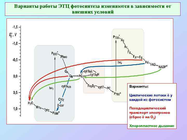 Варианты работы ЭТЦ фотосинтеза изменяются в зависимости от внешних условий Варианты: Циклические потоки ē