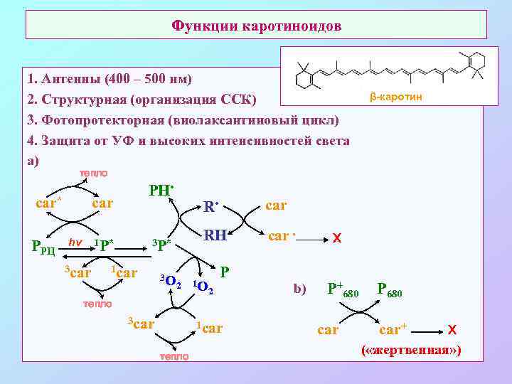 Функции каротиноидов 1. Антенны (400 – 500 нм) 2. Структурная (организация ССК) 3. Фотопротекторная