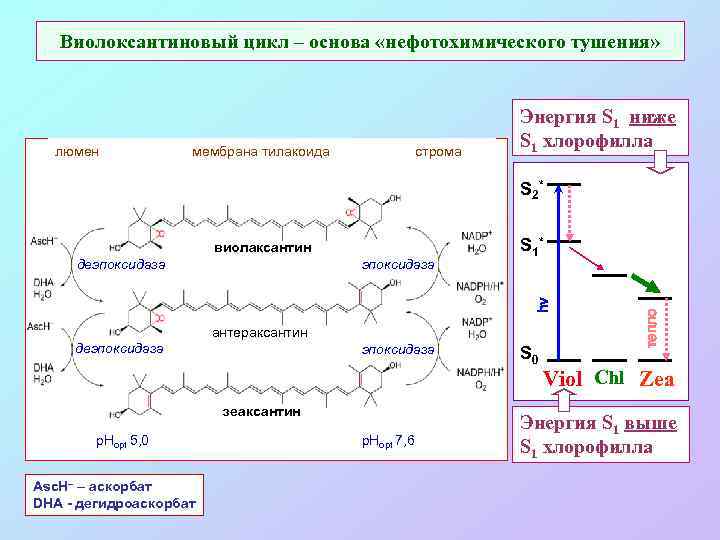 Виолоксантиновый цикл – основа «нефотохимического тушения» люмен мембрана тилакоида строма Энергия S 1 ниже