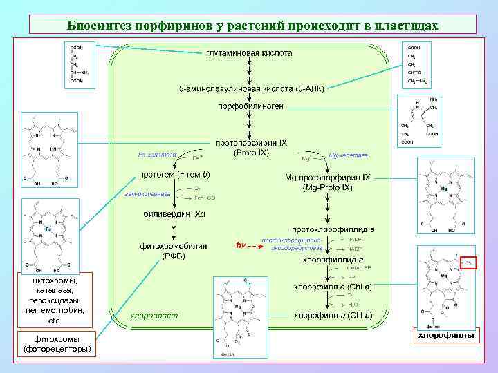 Биосинтез порфиринов у растений происходит в пластидах цитохромы, каталаза, пероксидазы, леггемоглобин, etc. фитохромы (фоторецепторы)