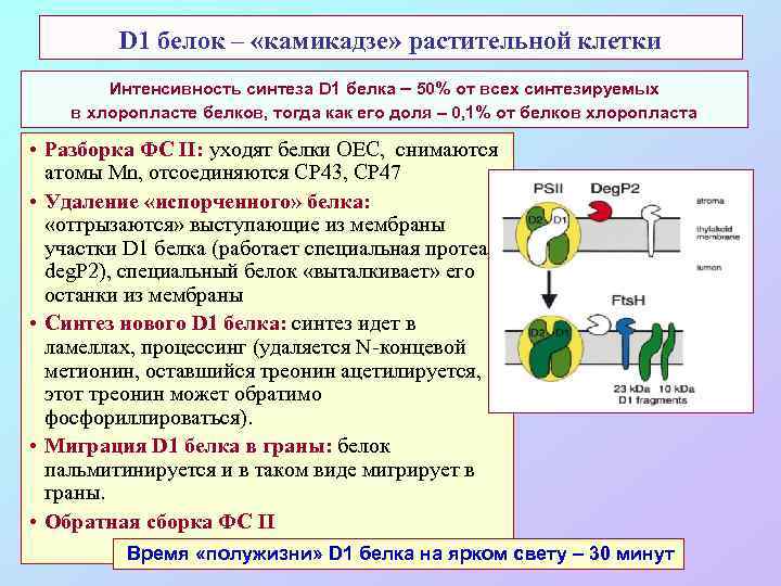 D 1 белок – «камикадзе» растительной клетки Интенсивность синтеза D 1 белка – 50%