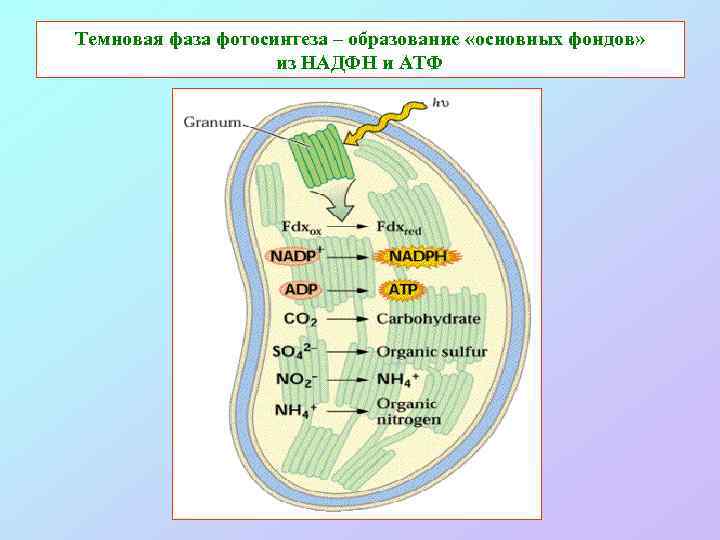 Темновая фаза фотосинтеза – образование «основных фондов» из НАДФН и АТФ 