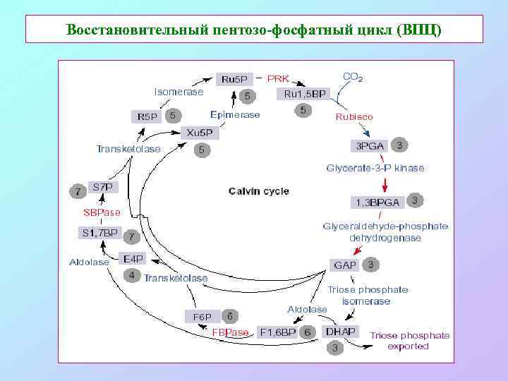 Восстановительный пентозо-фосфатный цикл (ВПЦ) 