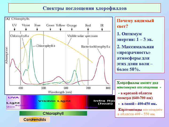 Спектры поглощения хлорофиллов Почему видимый свет? 1. Оптимум энергии: 1 – 3 эв. 2.