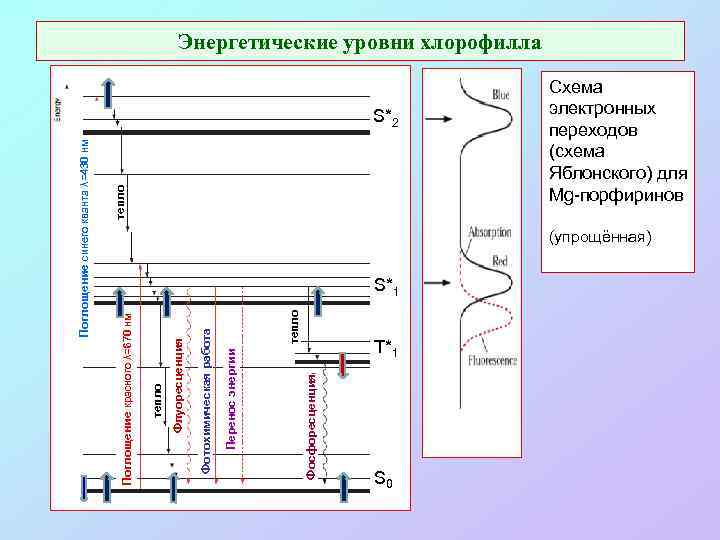 Фосфоресценция Перенос энергии тепло Фотохимическая работа Флуоресценция тепло Поглощение красного λ=670 нм тепло Поглощение