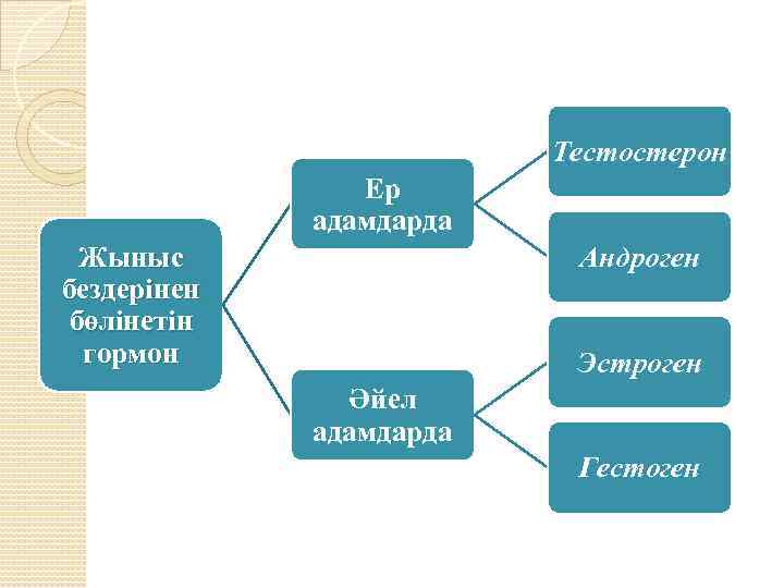 Тестостерон Ер адамдарда Андроген Жыныс бездерінен бөлінетін гормон Эстроген Әйел адамдарда Гестоген 