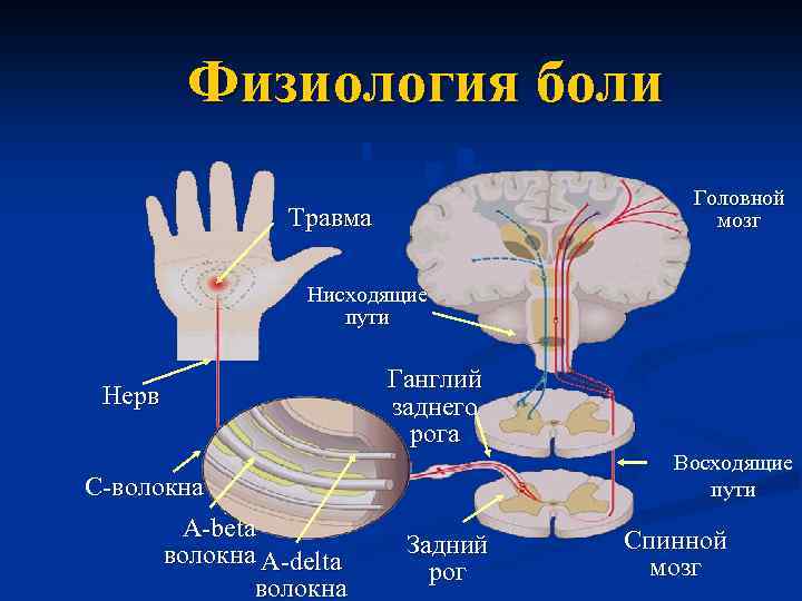 Центральные механизмы ноцицепции презентация