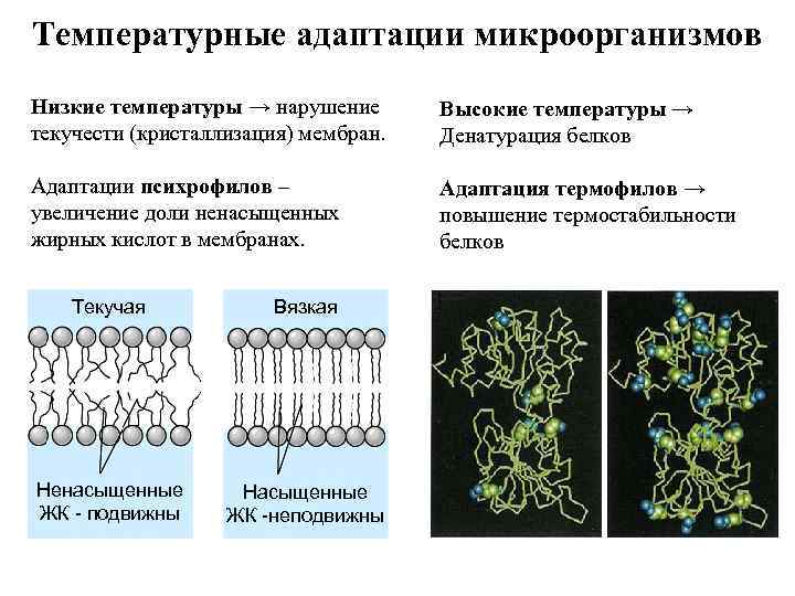 Температурные адаптации микроорганизмов Низкие температуры → нарушение текучести (кристаллизация) мембран. Высокие температуры → Денатурация