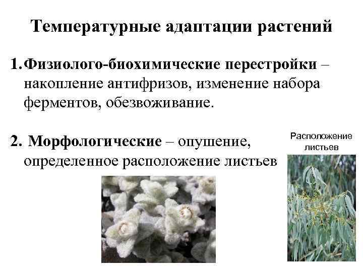 Температурные адаптации растений 1. Физиолого-биохимические перестройки – накопление антифризов, изменение набора ферментов, обезвоживание. 2.