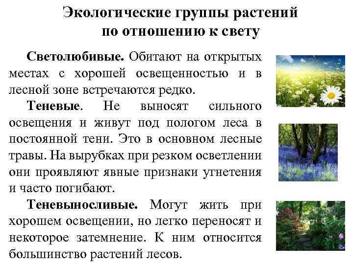 Экологические группы растений по отношению к свету Светолюбивые. Обитают на открытых местах с хорошей