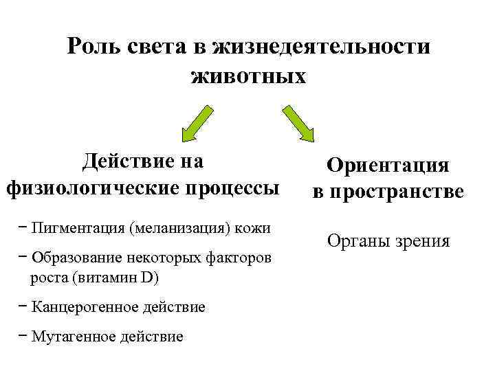 Роль света в жизнедеятельности животных Действие на физиологические процессы − Пигментация (меланизация) кожи −