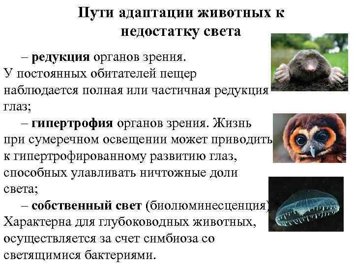 Пути адаптации животных к недостатку света – редукция органов зрения. У постоянных обитателей пещер