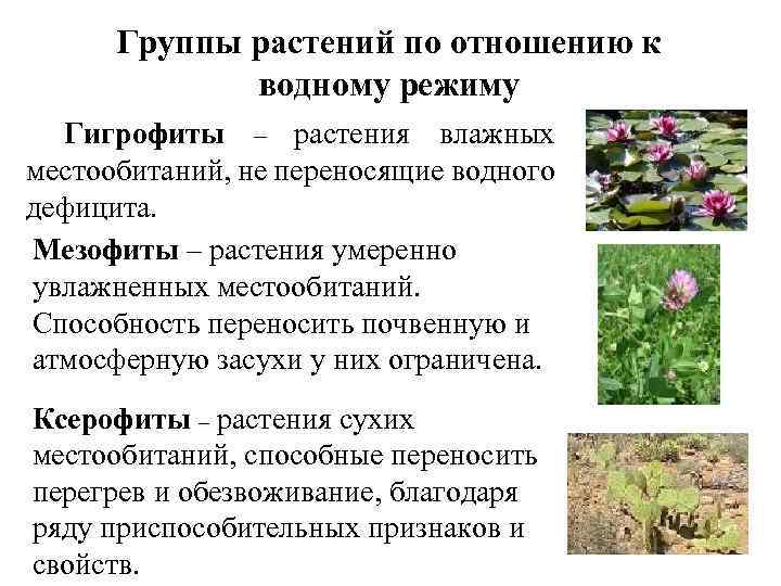 Группы растений по отношению к водному режиму Гигрофиты – растения влажных местообитаний, не переносящие