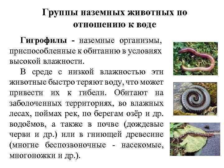 Группы наземных животных по отношению к воде Гигрофилы - наземные организмы, приспособленные к обитанию