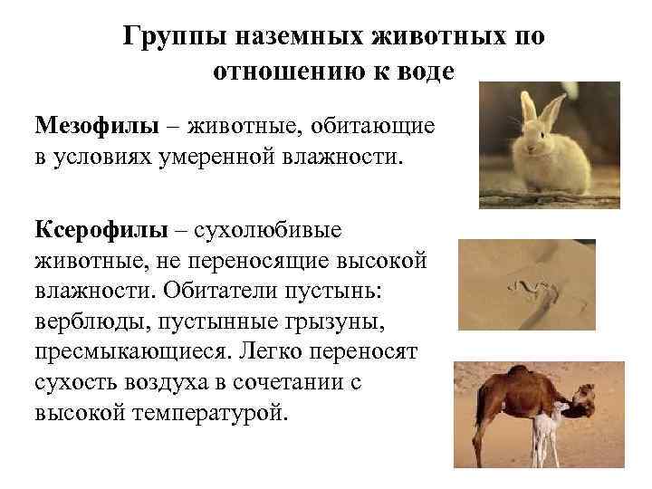 Группы наземных животных по отношению к воде Мезофилы – животные, обитающие в условиях умеренной