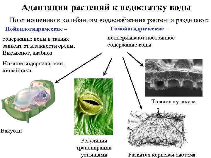 Адаптации растений к недостатку воды По отношению к колебаниям водоснабжения растения разделяют: Пойкилогидрические –