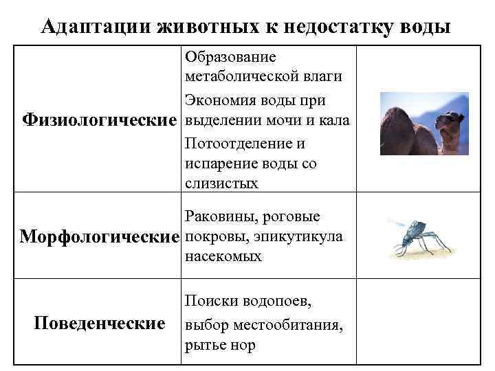Адаптации животных к недостатку воды Образование метаболической влаги Экономия воды при Физиологические выделении мочи