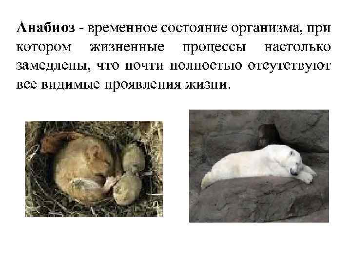 Анабиоз ‑ временное состояние организма, при котором жизненные процессы настолько замедлены, что почти полностью