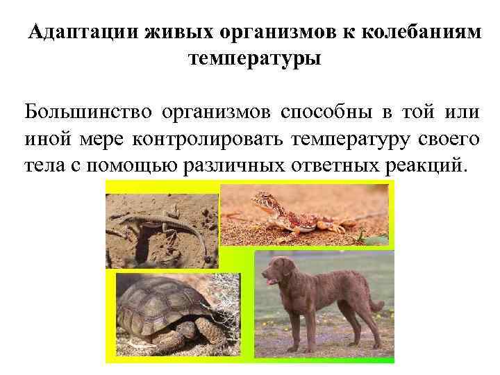 Адаптации живых организмов к колебаниям температуры Большинство организмов способны в той или иной мере