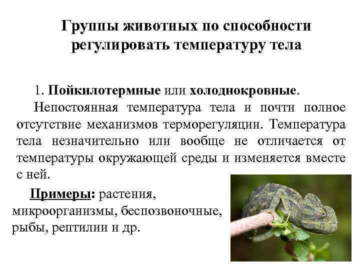 Группы животных по способности регулировать температуру тела 1. Пойкилотермные или холоднокровные. Непостоянная температура тела