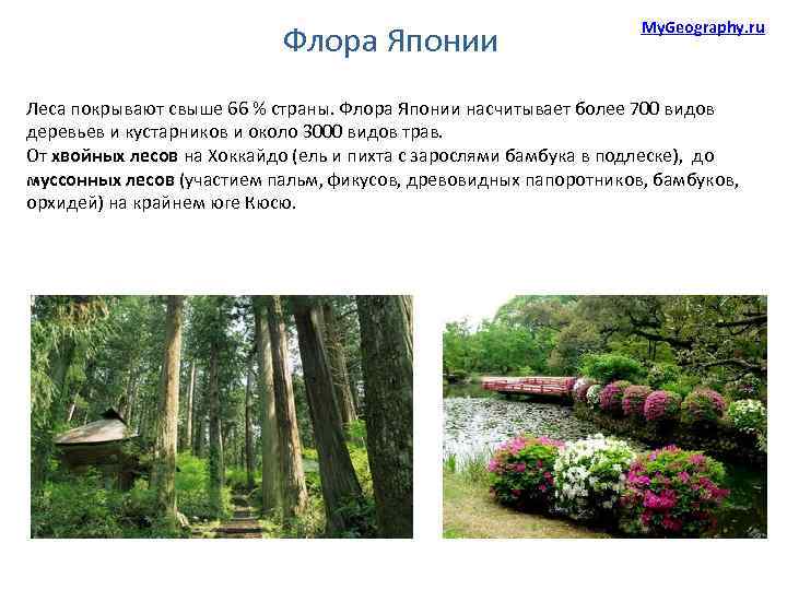 Флора Японии My. Geography. ru Леса покрывают свыше 66 % страны. Флора Японии насчитывает
