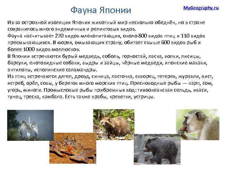 Фауна Японии My. Geography. ru Из-за островной изоляции Японии животный мир несколько обеднён, но