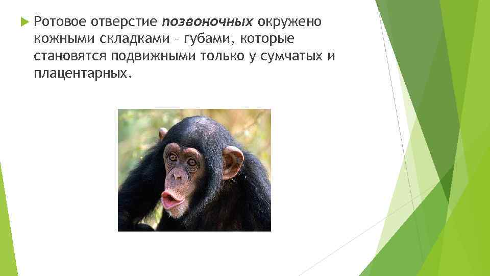  Ротовое отверстие позвоночных окружено кожными складками – губами, которые становятся подвижными только у