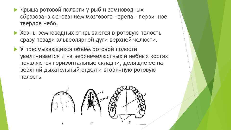  Крыша ротовой полости у рыб и земноводных образована основанием мозгового черепа – первичное