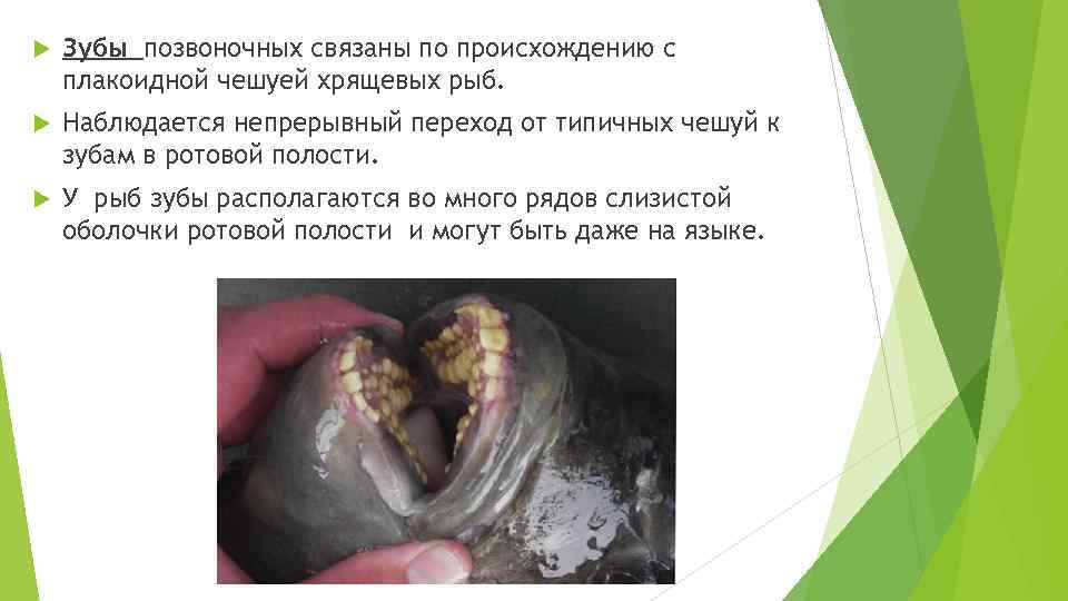  Зубы позвоночных связаны по происхождению с плакоидной чешуей хрящевых рыб. Наблюдается непрерывный переход