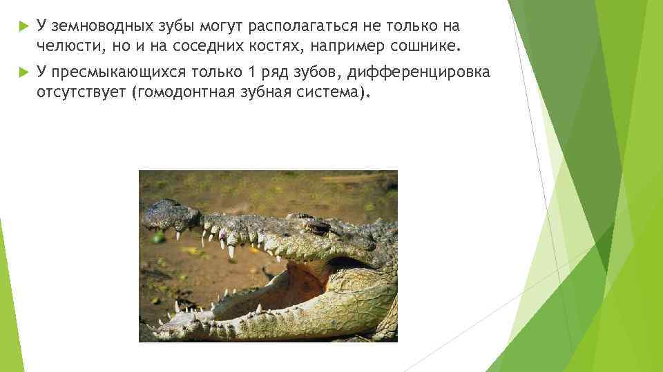  У земноводных зубы могут располагаться не только на челюсти, но и на соседних