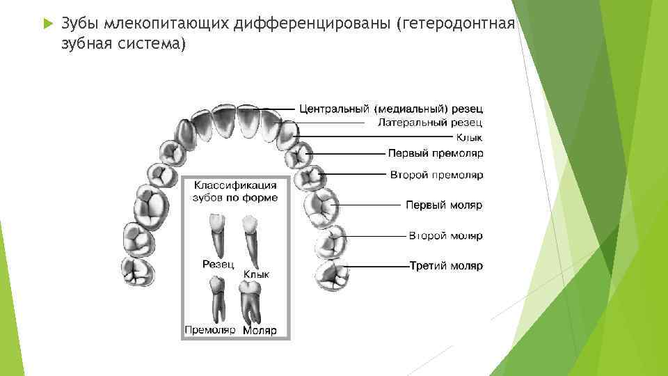  Зубы млекопитающих дифференцированы (гетеродонтная зубная система) 