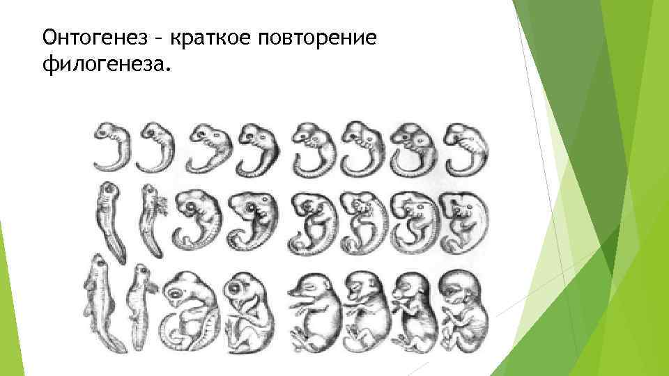 Онтогенез – краткое повторение филогенеза. 