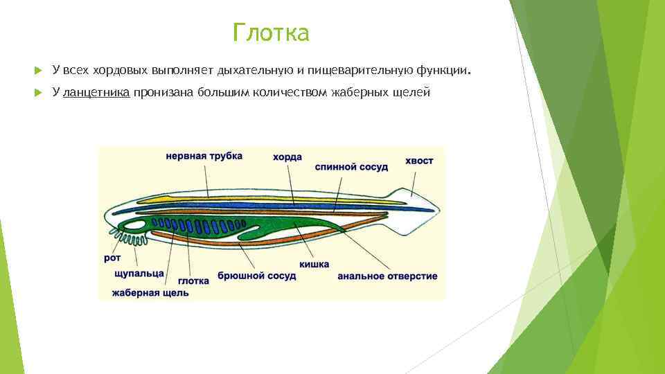 Общий план строения хордовых