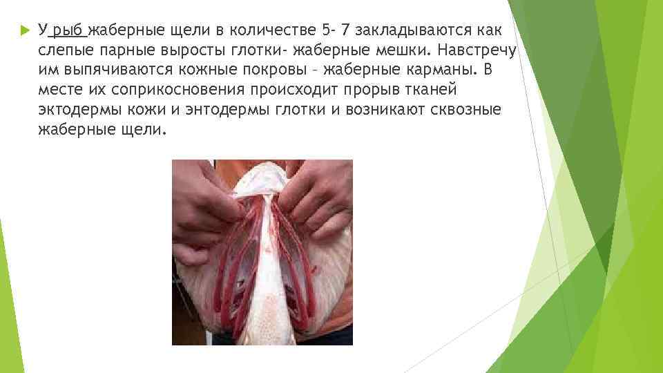  У рыб жаберные щели в количестве 5 - 7 закладываются как слепые парные