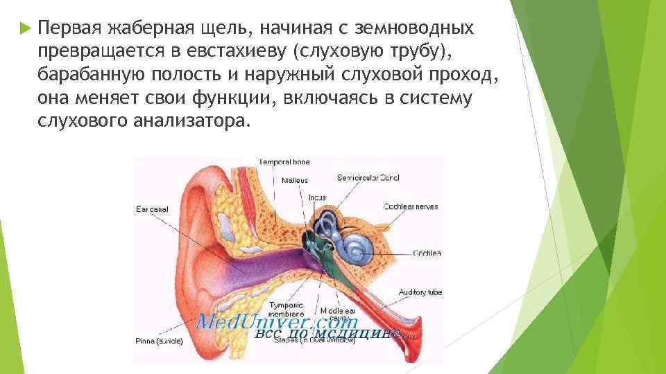  Первая жаберная щель, начиная с земноводных превращается в евстахиеву (слуховую трубу), барабанную полость