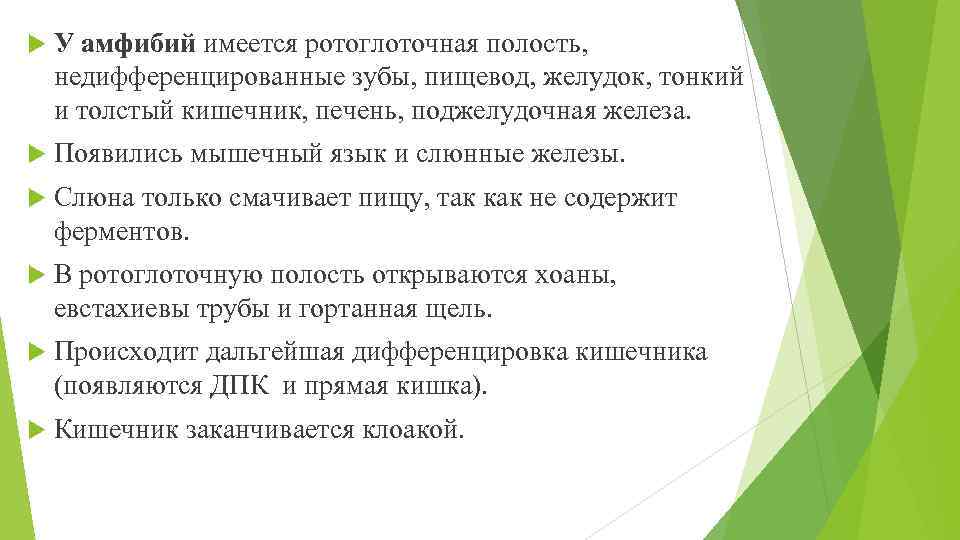  У амфибий имеется ротоглоточная полость, недифференцированные зубы, пищевод, желудок, тонкий и толстый кишечник,
