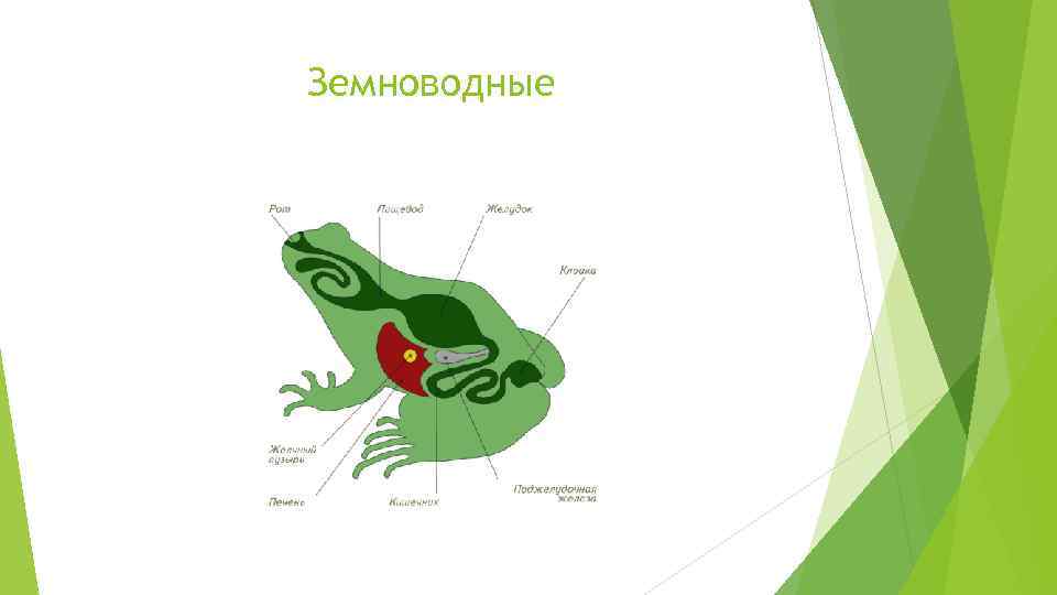 Земноводные 