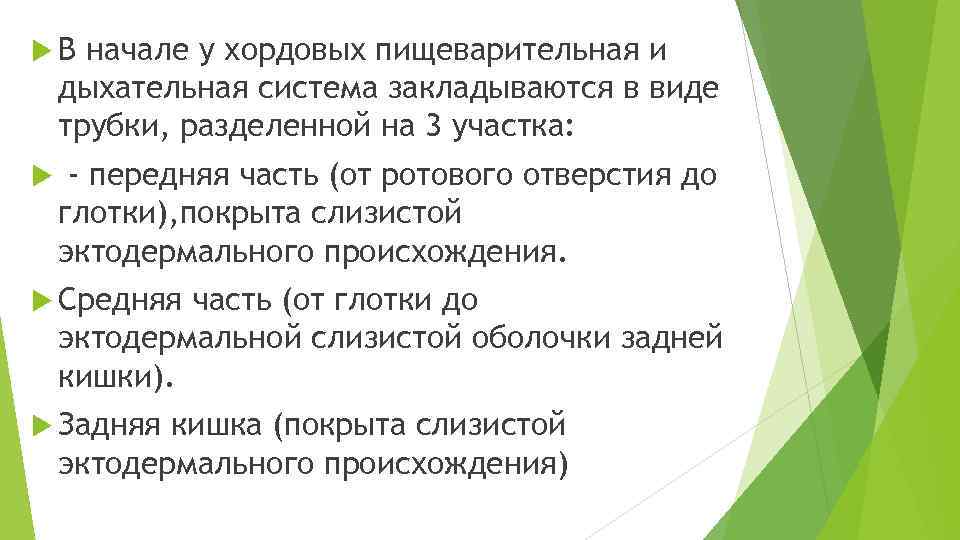  В начале у хордовых пищеварительная и дыхательная система закладываются в виде трубки, разделенной