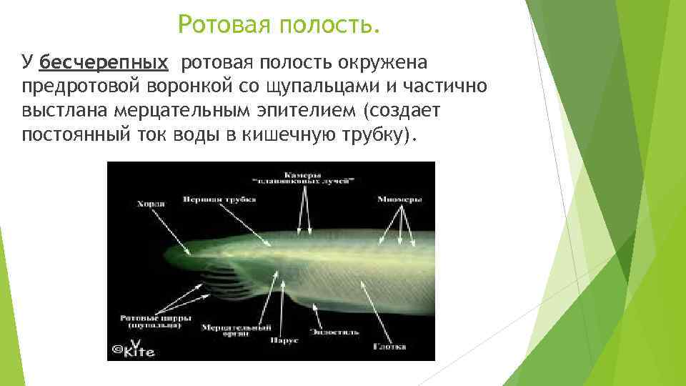 Ротовая полость. У бесчерепных ротовая полость окружена предротовой воронкой со щупальцами и частично выстлана