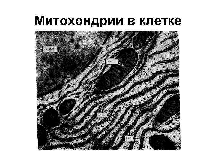 Митохондрии в клетке 