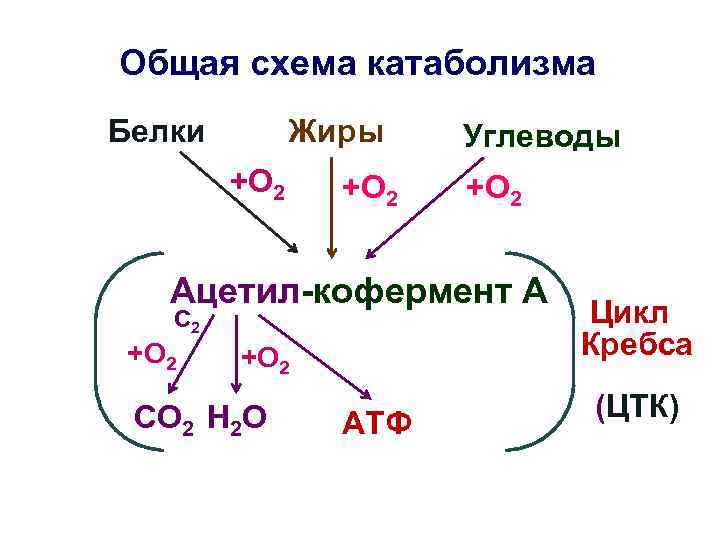 Общая схема катаболизма Жиры Белки +О 2 Углеводы +О 2 Ацетил-кофермент А С 2