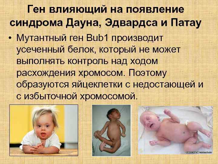 Ген влияющий на появление синдрома Дауна, Эдвардса и Патау • Мутантный ген Bub 1