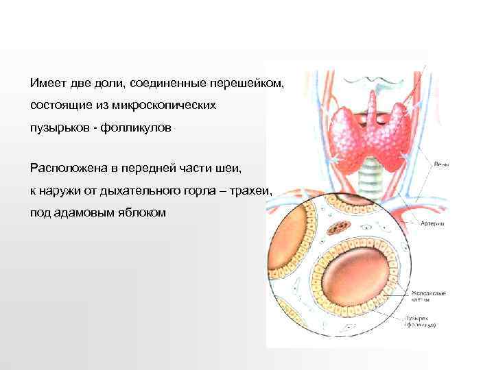 Имеет две доли, соединенные перешейком, состоящие из микроскопических пузырьков - фолликулов Расположена в передней