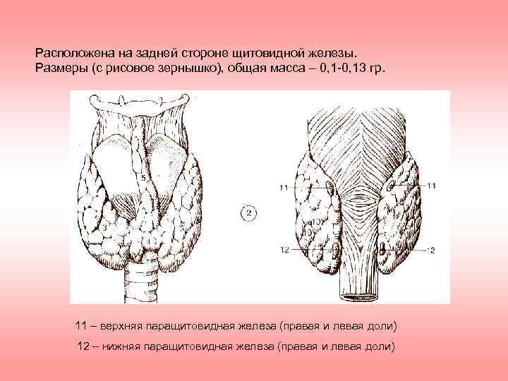 Расположена на задней стороне щитовидной железы. Размеры (с рисовое зернышко), общая масса – 0,