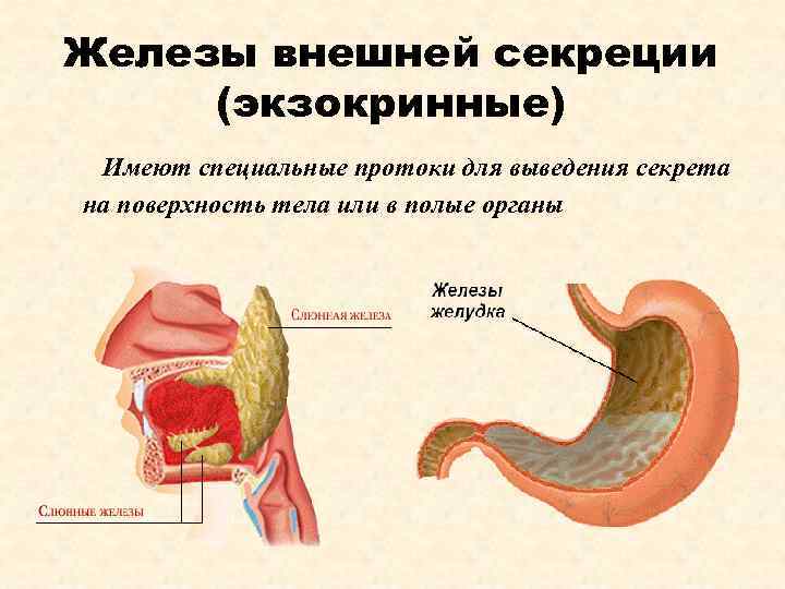 Железы внешней секреции (экзокринные) Имеют специальные протоки для выведения секрета на поверхность тела или