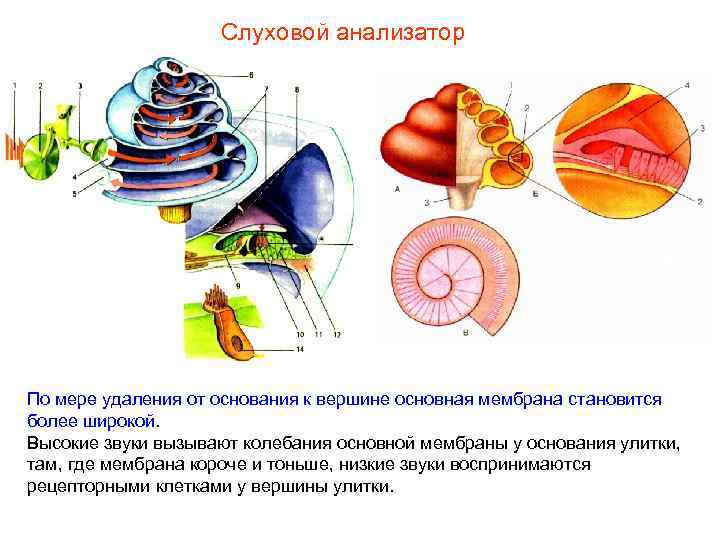 Слуховой анализатор По мере удаления от основания к вершине основная мембрана становится более широкой.
