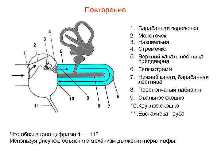 Повторение 1. 2. 3. 4. 5. Барабанная перепонка Молоточек Наковальня Стремечко Верхний канал, лестница