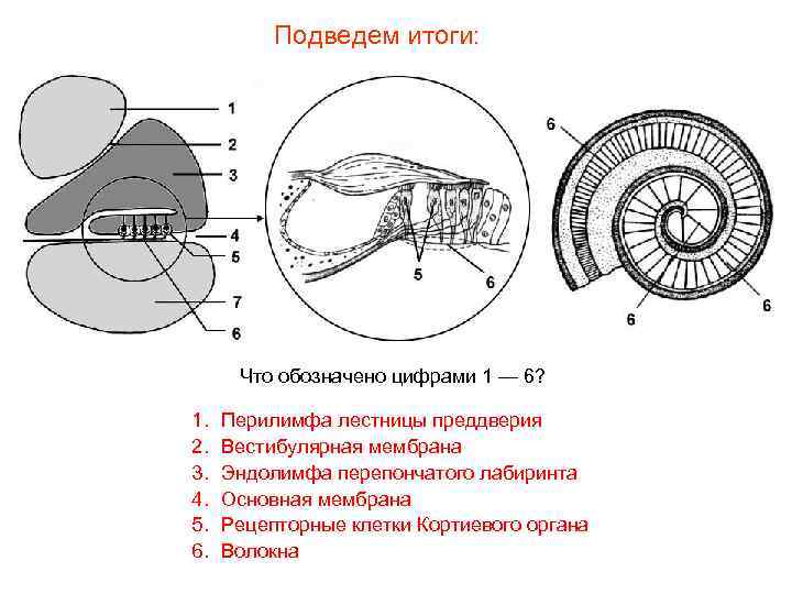 Подведем итоги: Что обозначено цифрами 1 — 6? 1. 2. 3. 4. 5. 6.